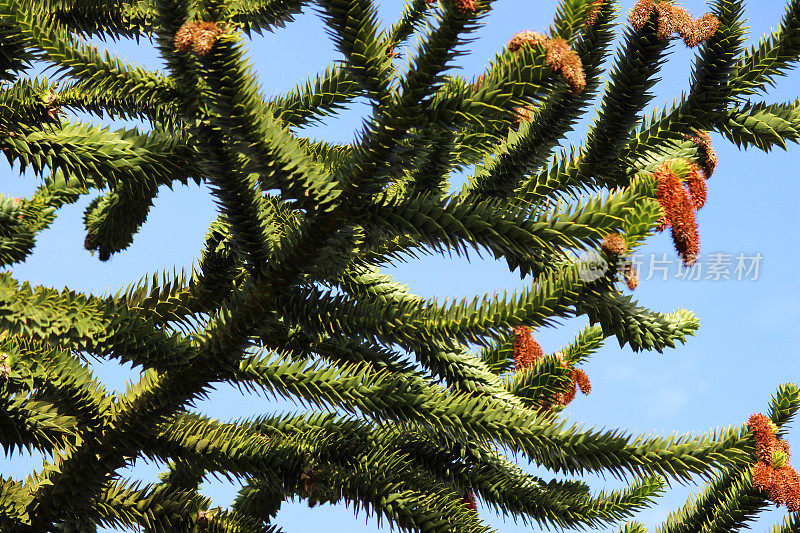 猴子拼图树的种子-球果(智利松树/ Araucaria araucana)